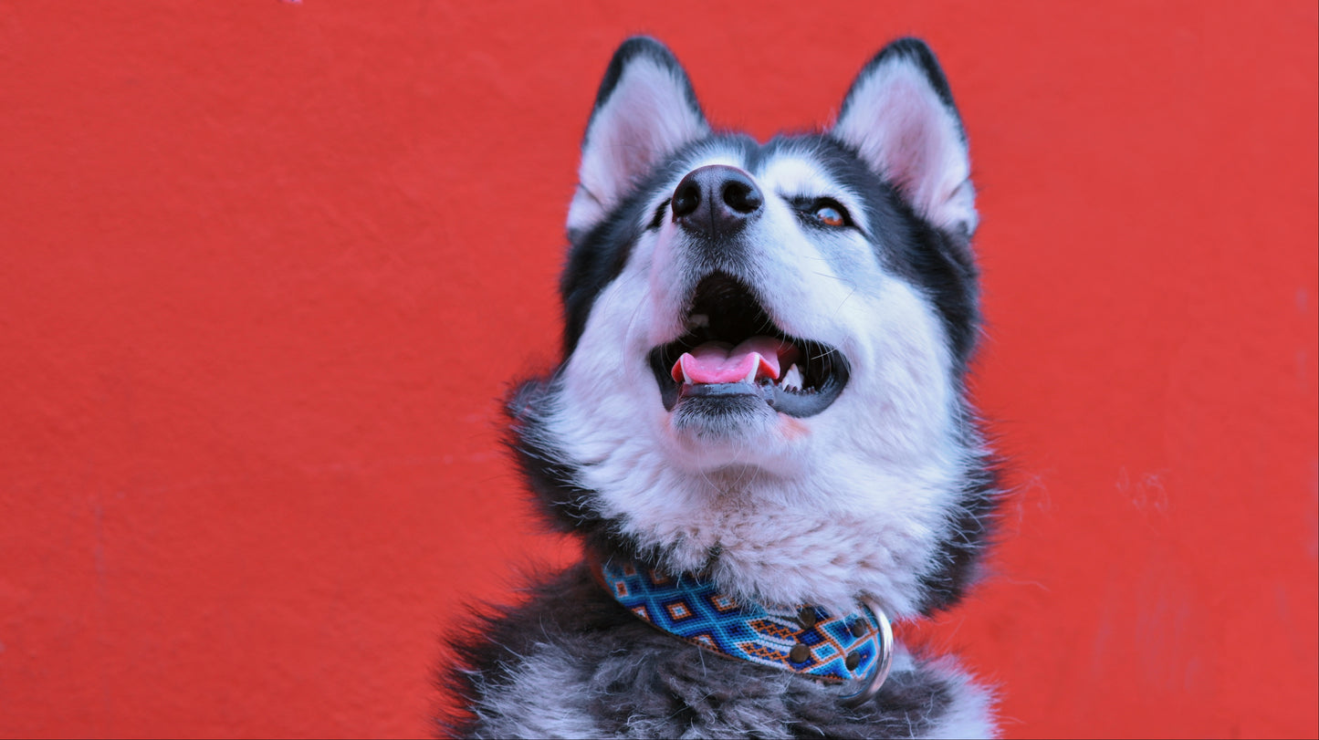 Leather Dog Collar I Mexican Everyday Pet Collar I Azul Celeste Collection