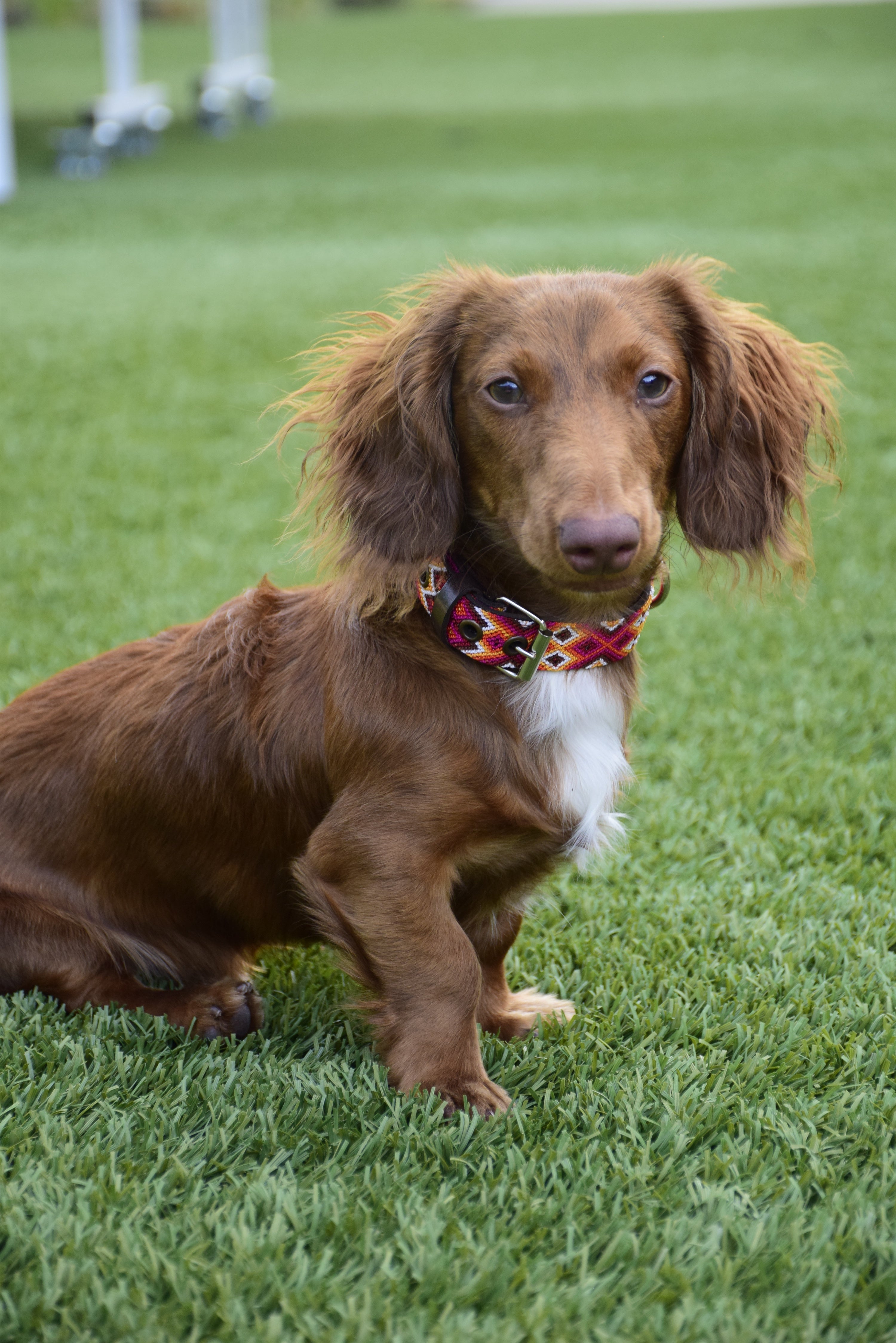 A brown dachshund sitting on green grass wearing a red and black patterned collar.