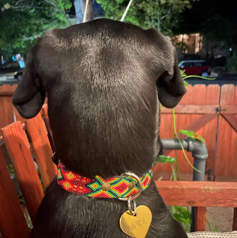 Leather Dog Collar I Mexican Everyday Pet Collar I Fuego Collection