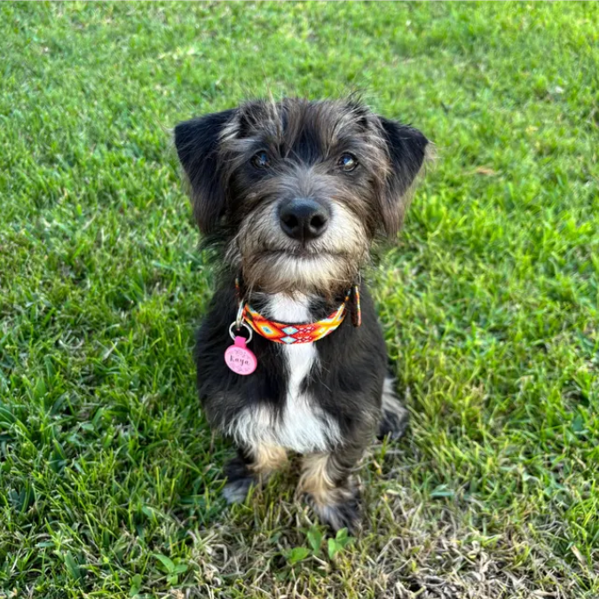 Leather Dog Collar I Mexican Everyday Pet Collar I Sol de Primavera Collection