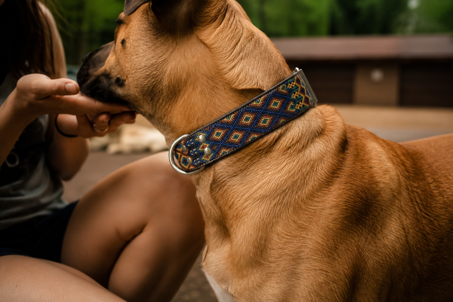 A tan dog wearing a patterned navy blue collar with geometric diamond motifs in yellow, orange, and white, while a person offers it food outdoors.