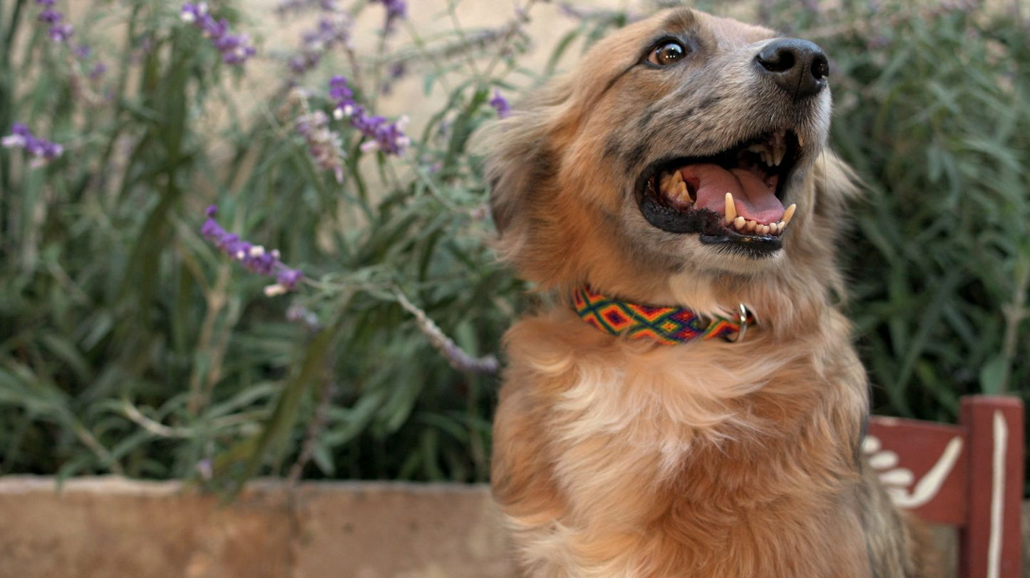 Leather Dog Collar I Mexican Handmade Pet Collar I Carnaval Nocturno Collection