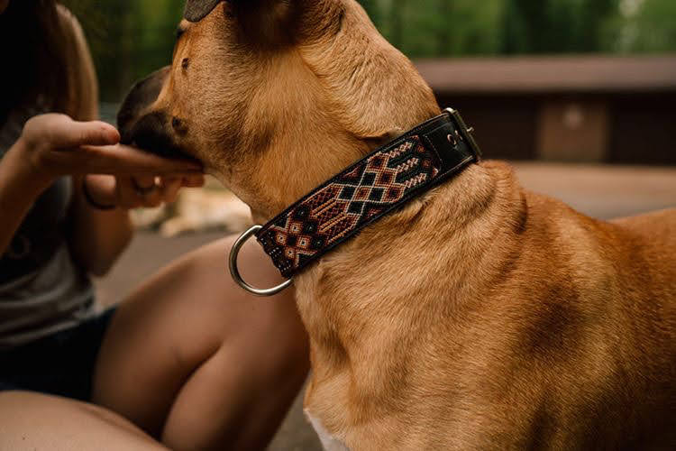Leather Dog Collar I Mexican Everyday Pet Collar I Tierra Collection