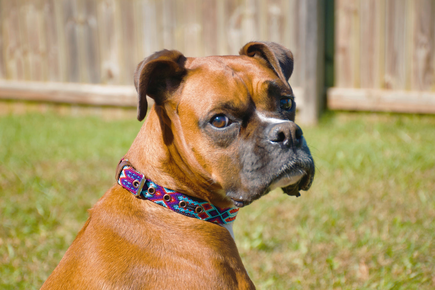 Leather Dog Collar I Mexican Everyday Pet Collar I Bugambilia Collection