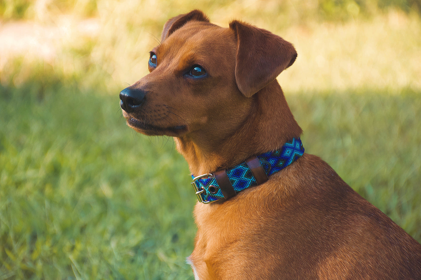 Leather Dog Collar I Mexican Everyday Pet Collar I Oceano Collection