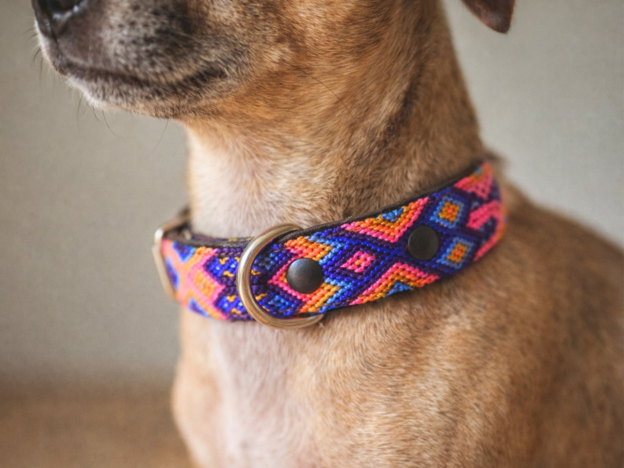 A close-up of a tan dog wearing a colorful woven geometric collar with a brass ring and black snap buttons.