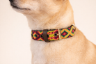 Dog wearing a colorful collar with a pattern on a plain background