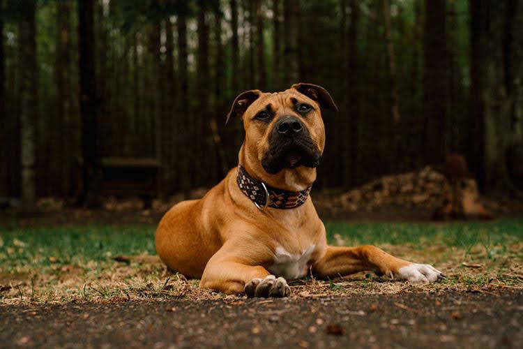 Leather Dog Collar I Mexican Everyday Pet Collar I Tierra Collection