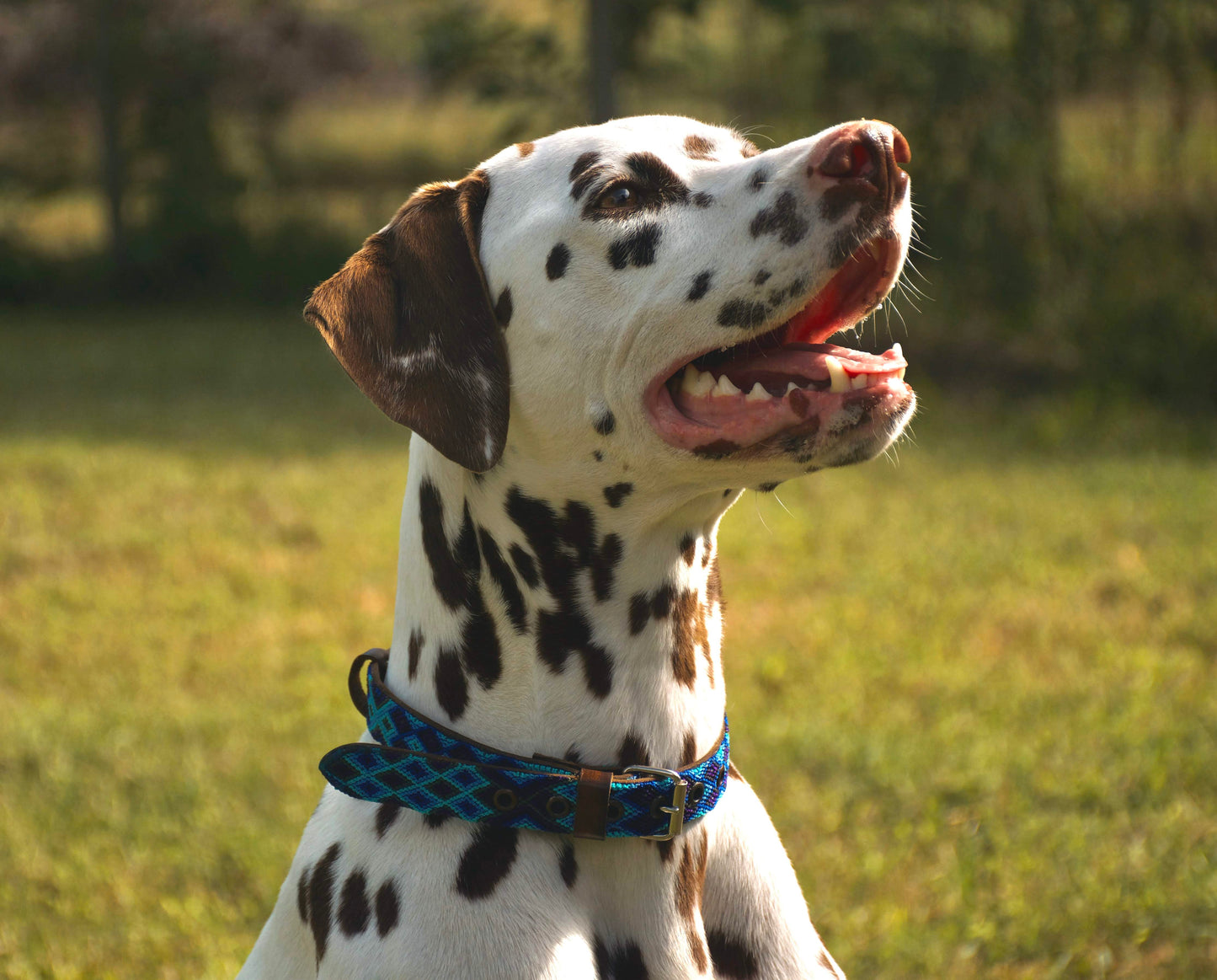 Leather Dog Collar I Mexican Everyday Pet Collar I Oceano Collection