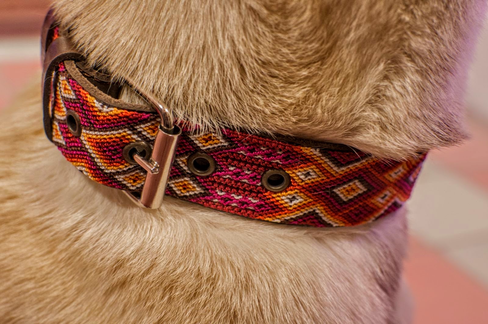 A close-up of a dog wearing a colorful woven collar with geometric patterns in red, orange, yellow, and brown, featuring a bronze metal buckle.