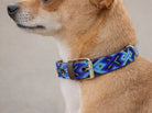A close-up of a tan dog wearing a woven patterned collar with blue, purple, and green geometric designs and a brown leather accent.
