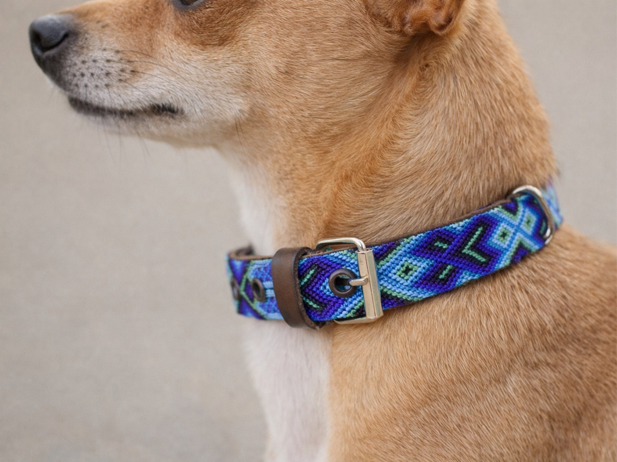 A close-up of a tan dog wearing a woven patterned collar with blue, purple, and green geometric designs and a brown leather accent.