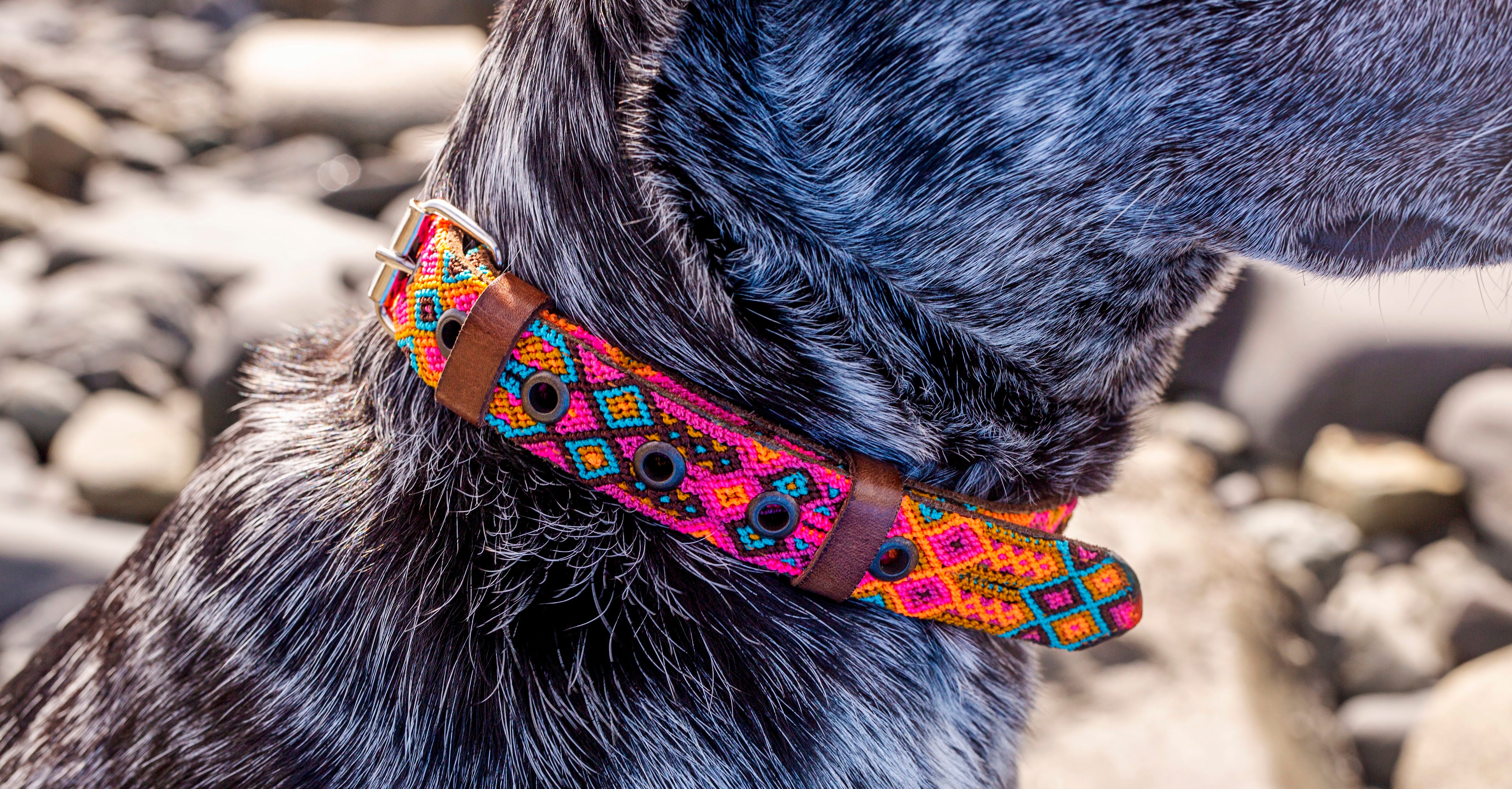 Dog wearing a colorful collar with a natural background
