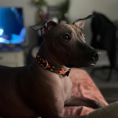 Leather Dog Collar I Mexican Everyday Pet Collar I Fuego Collection