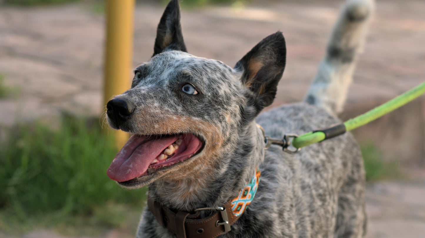 Leather Dog Collar I Mexican Everyday Pet Collar I Vida Collection