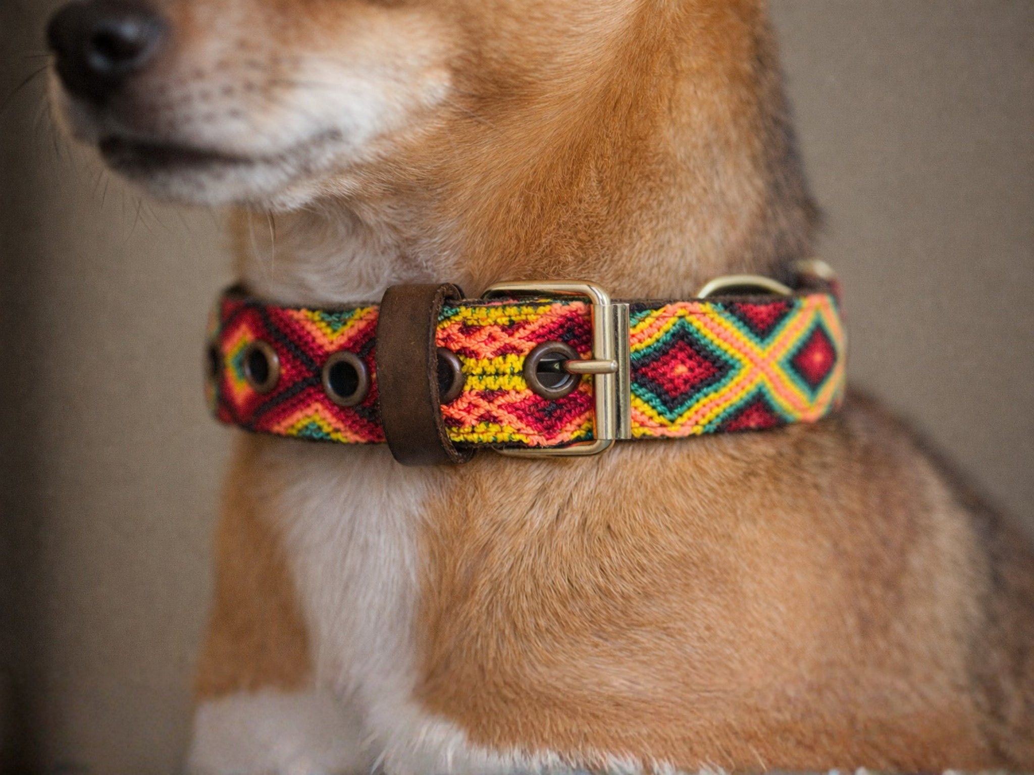 A close-up of a dog wearing a colorful woven collar with geometric patterns in red, yellow, green, and blue, plus a brown leather strap and brass buckle.